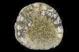 Polished Fossil Sand Dollar - California #97534-1